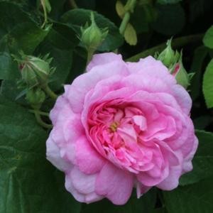 ISPAHAN (Damask)